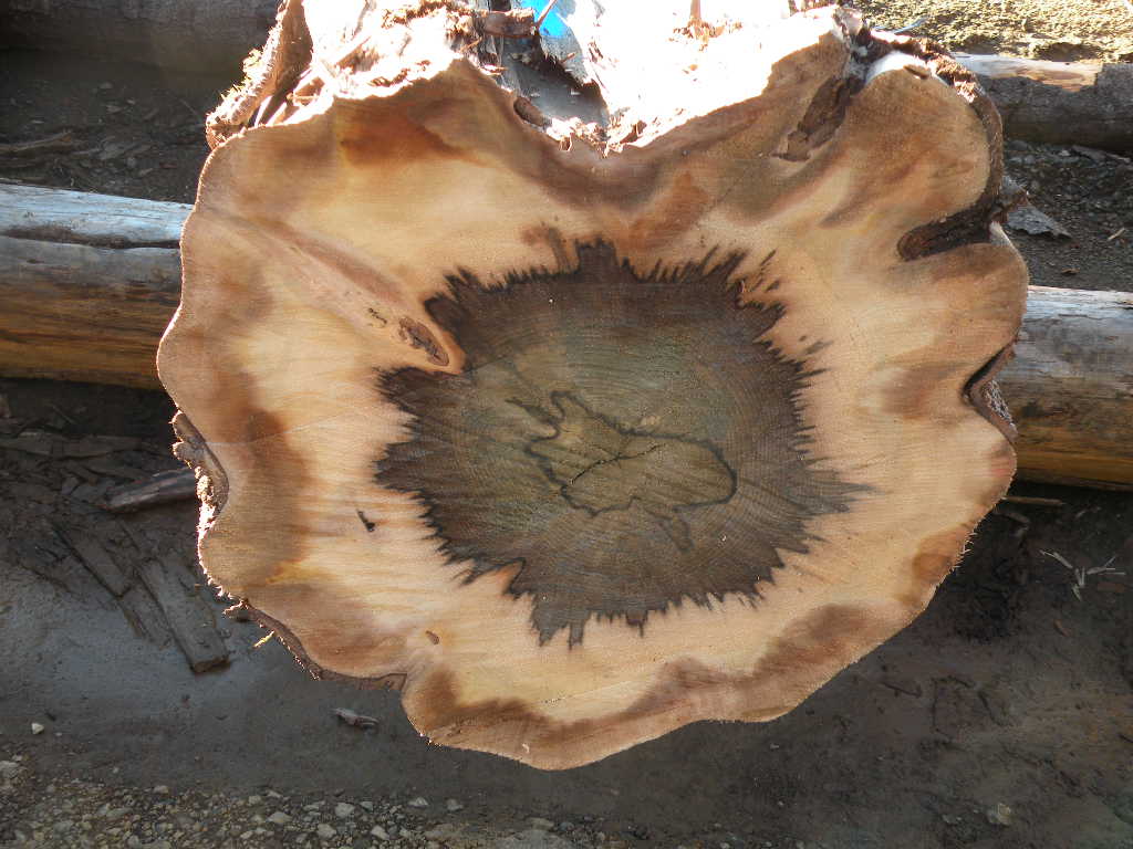 Sassafras Island Specialty Timbers